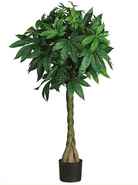 (image for) 51" Money Silk Tree # NN5249 TEXT_CLOSE_WINDOW